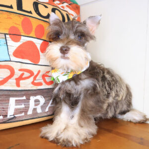 Macy Miniature Schnauzer 01
