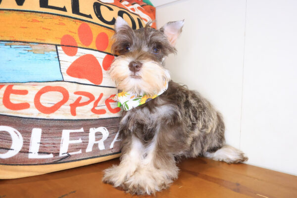 Macy Miniature Schnauzer 01