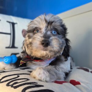 Magnito Aussiedoodle 01