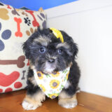 Majest Shihpoo 01