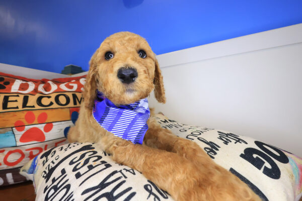 Major Labradoodle 01