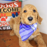 Major Labradoodle 02