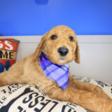 Major Labradoodle 03