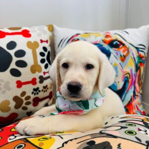 Mario Labrador Retriever 01