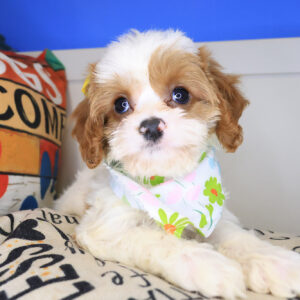 Melody Cavapoo 01