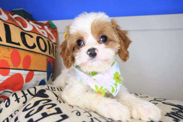 Melody Cavapoo 01