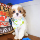 Melody Cavapoo 03
