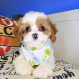 Melody Cavapoo 04