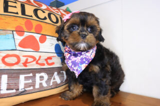 Merlina Shihpoo 01