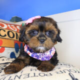 Merlina Shihpoo 02