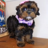 Merlina Shihpoo 03