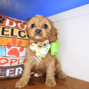 Miko Cavapoo 01