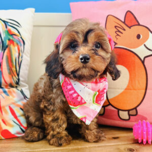 Millicent Cavapoo 01