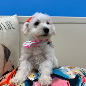 Monroe Toy Schnoodle 01