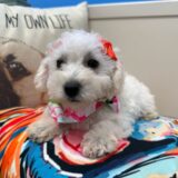Monroe Toy Schnoodle 02