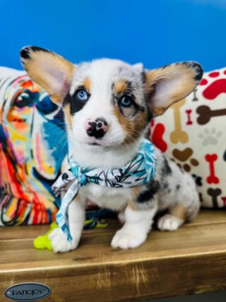 Moonshine American Corgi 01
