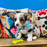 Moonshine American Corgi 03