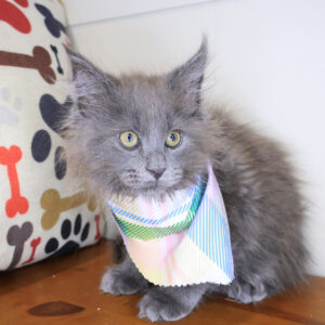 Morgana Maine Coon 01