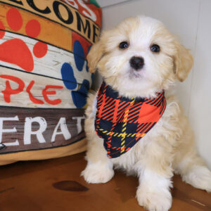 Morph Bernedoodle 01