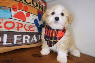Morph Bernedoodle 01