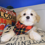 Morph Bernedoodle 02