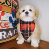 Morph Bernedoodle 04