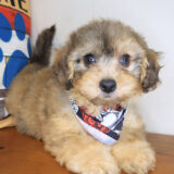Moses Bichapoo 01