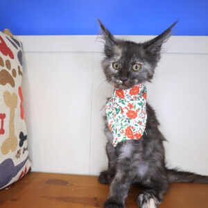 Nadia Maine Coon 01