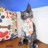 Nadia Maine Coon 02