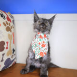 Nadia Maine Coon 04