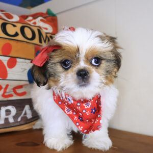 Noelle Shih Tzu 01