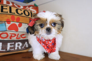 Noelle Shih Tzu 01