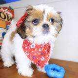 Noelle Shih Tzu 04