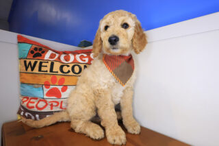 Pablo Labradoodle 01