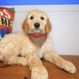 Pablo Labradoodle 02