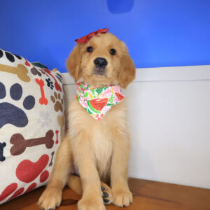 Pandora Golden Retriever 01