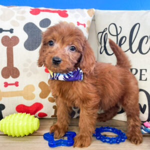 Paws Mini Goldendoodle 01