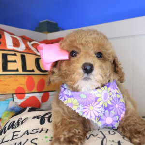 Peppermint Poodle 01