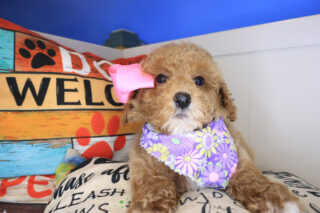 Peppermint Poodle 01