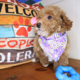 Peppermint Poodle 02