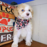 Perle Bernedoodle 01