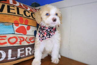 Perle Bernedoodle 01