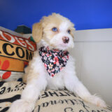 Perle Bernedoodle 02