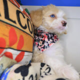 Perle Bernedoodle 04