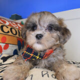 Pipkin Shihpoo 01