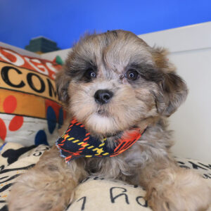 Pipkin Shihpoo 01