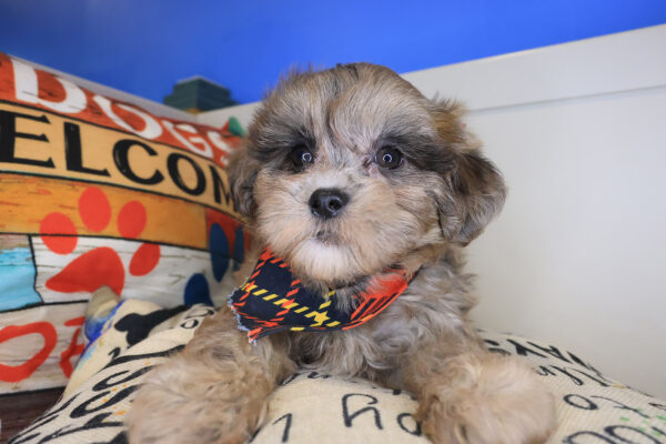 Pipkin Shihpoo 01