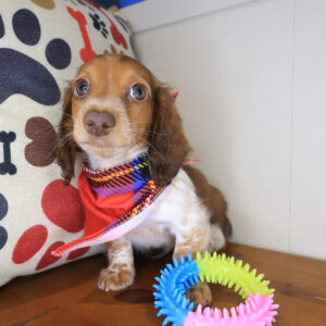 Pipsqueak Dachshund 01