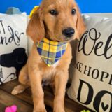 Prince Golden Retriever 02