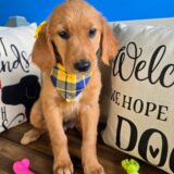 Prince Golden Retriever 04